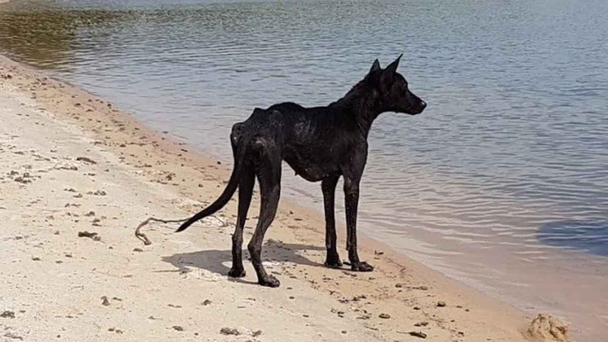 Illustration : "Abandonnée et mourante sur une île déserte cette chienne va rencontrer son sauveur"