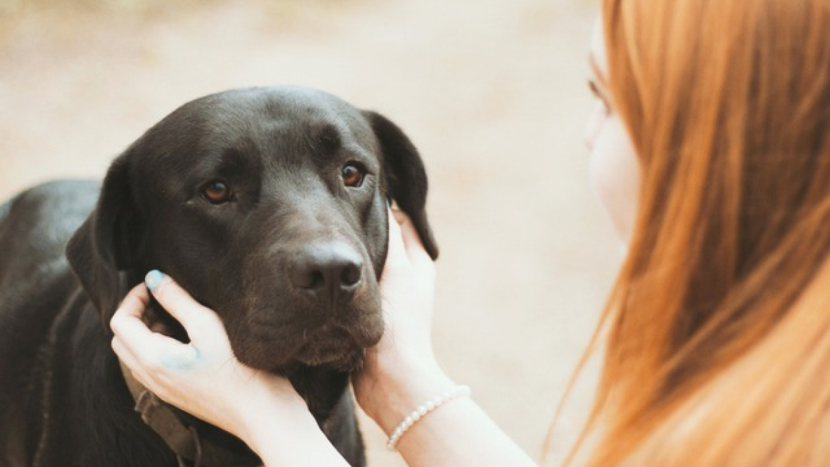 Illustration : "5 raisons pour lesquelles parler à votre chien est une bonne idée"