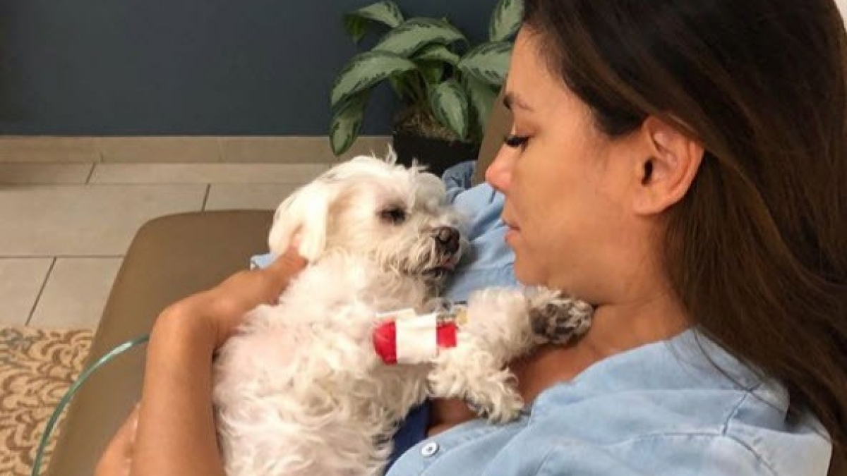 Illustration : "Eva Longoria en deuil après la perte de son chien Jinxy "