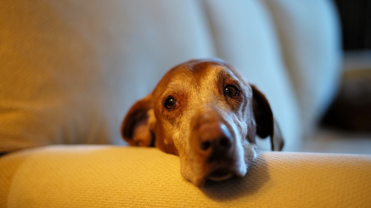 Illustration : "8 raisons pour lesquelles les chiens âgés ont quelque chose de plus"