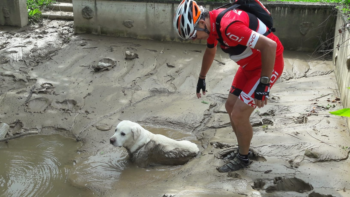 Illustration : "Pris au piège dans la boue un chien sauvé par un groupe de cyclistes"