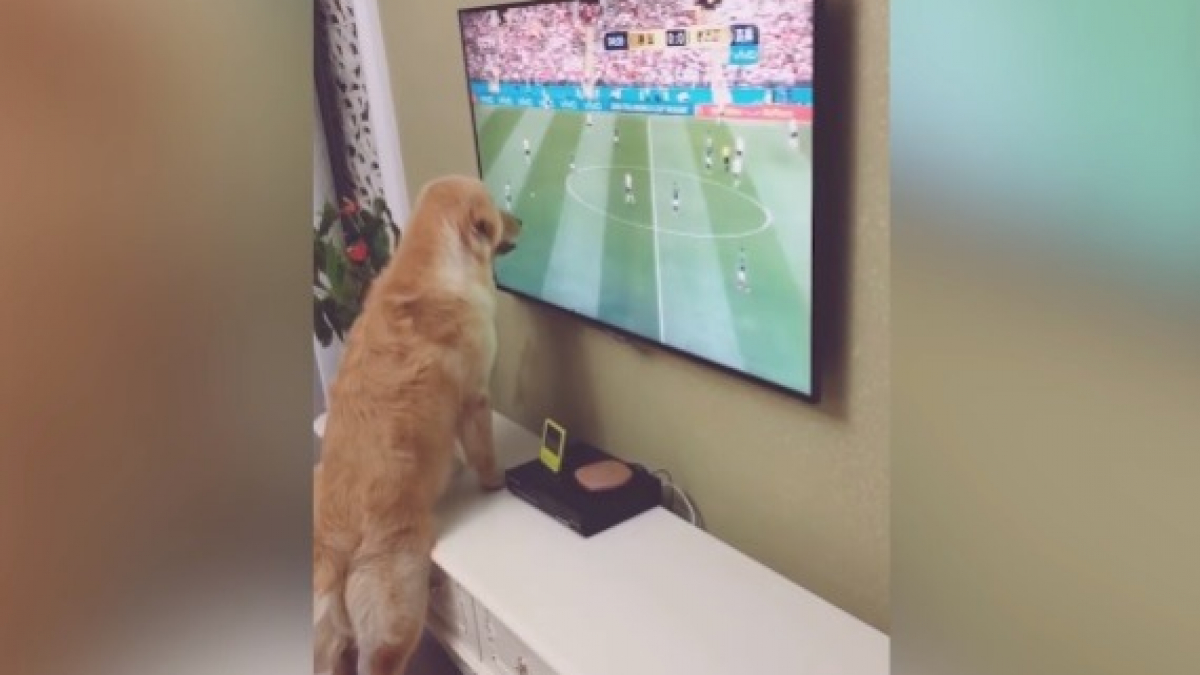Illustration : "Ce chien s'intéresse, lui aussi, de très près à la coupe du monde de football (Vidéo)"