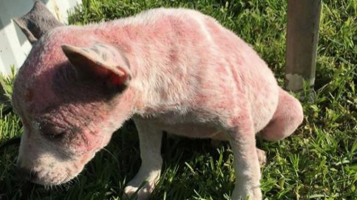 Illustration : "Abandonné sur une route quasi déserte, ce chiot malade avait perdu tous ses poils"