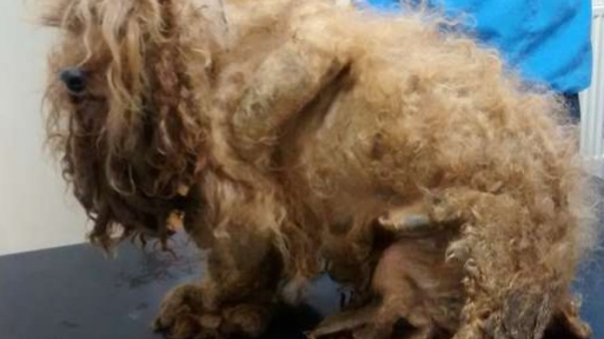 Illustration : "Abandonné par ses propriétaires dans un état affreux, un chien a été sauvé par la RSPCA"