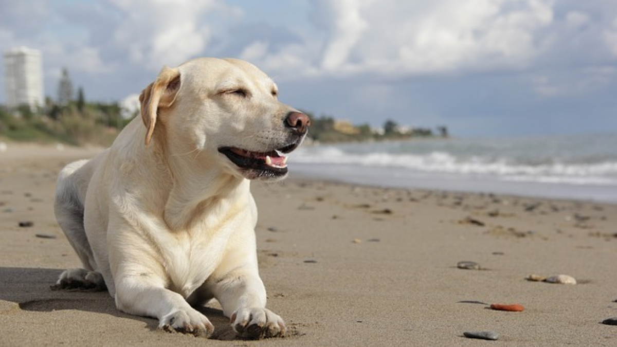 Illustration : "10 réflexes à adopter pour garder son chien en sécurité à la plage"