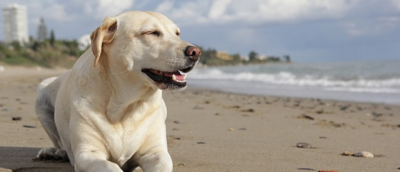 Illustration : "10 réflexes à adopter pour garder son chien en sécurité à la plage"