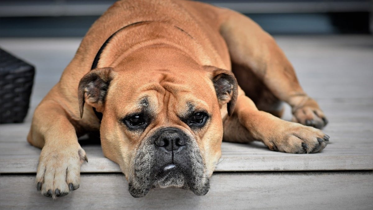 Huile de coco pour le chien - Soigner au naturel - Mon chien bio