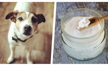 Illustration : "10 raisons pour lesquelles l'huile de noix de coco est considérée comme bonne pour votre chien"