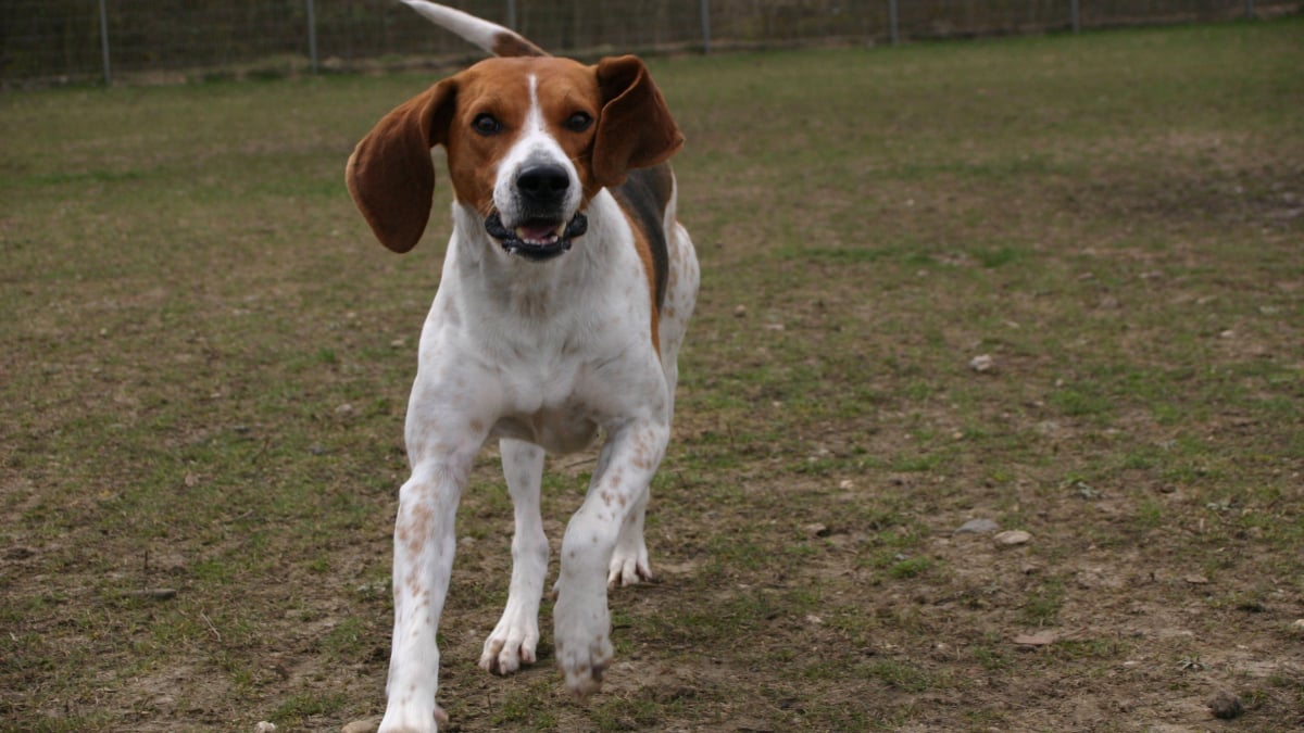 Illustration : "La SPA prend en charge 7 chiens de chasse qui vivaient dans de mauvaises conditions"