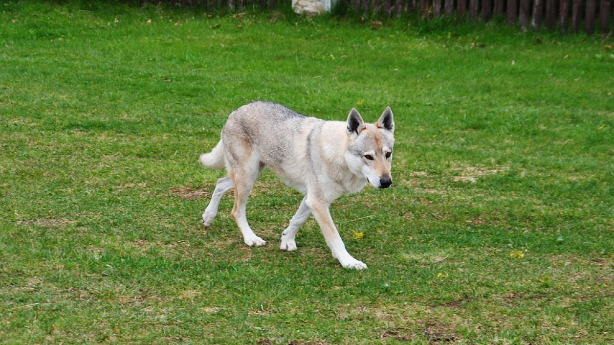 Illustration : "Un chien loup abattu, un autre recherché dans les Alpes-de-Haute-Provence"