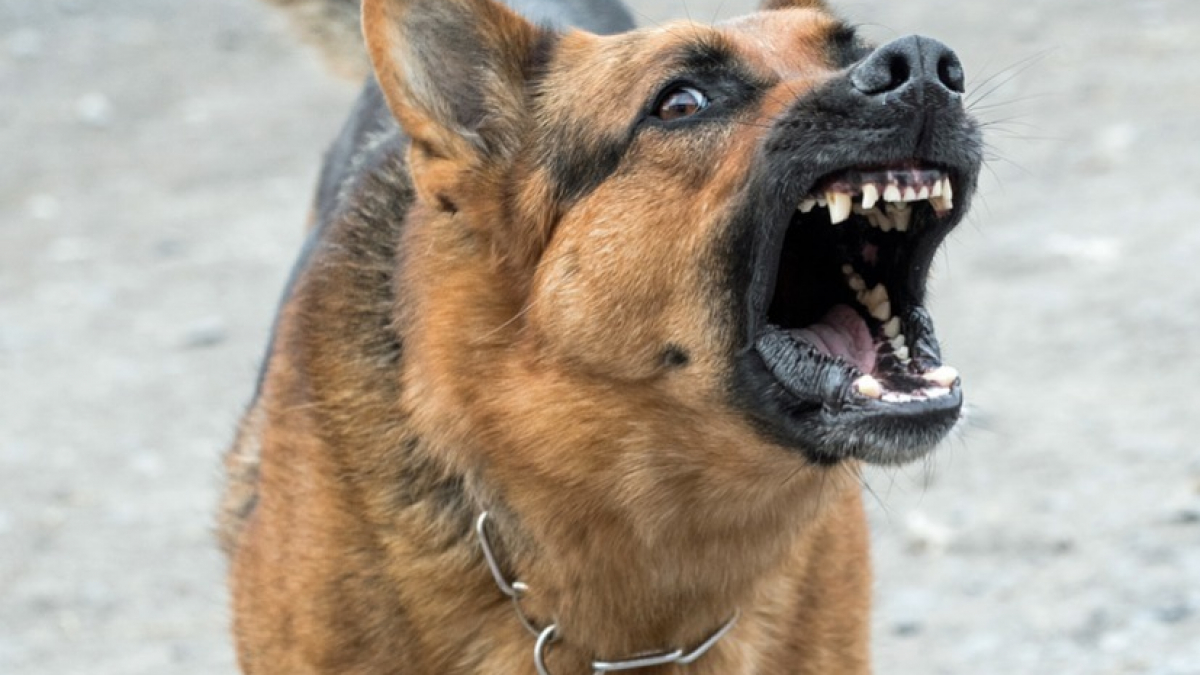 Illustration : "Un homme de 68 ans transporté aux urgences suite à la morsure du chien d’un SDF"