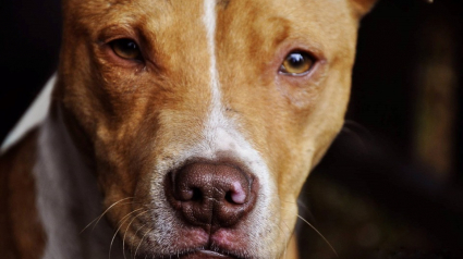 Illustration : Un chien qui a attaqué un enfant de 2 ans sera évalué cette semaine par la SPCA