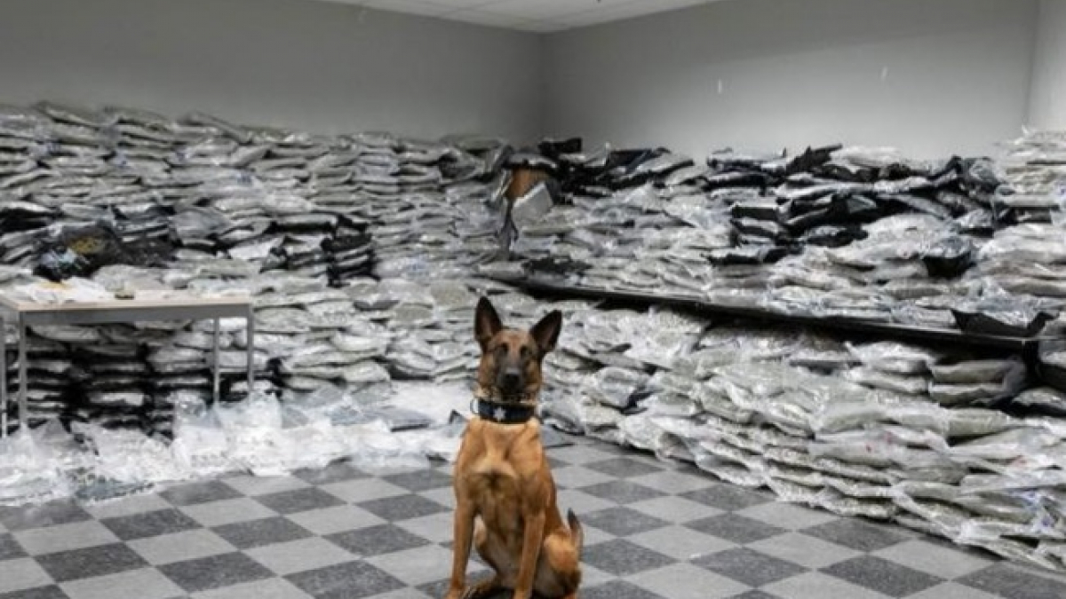 Illustration : "Un chien policier permet la saisie de plus de 650 kilogrammes de cannabis"