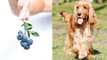 Illustration : 6 idées malines à base de myrtilles pour régaler vos chiens
