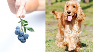 Illustration : 6 idées malines à base de myrtilles pour régaler vos chiens