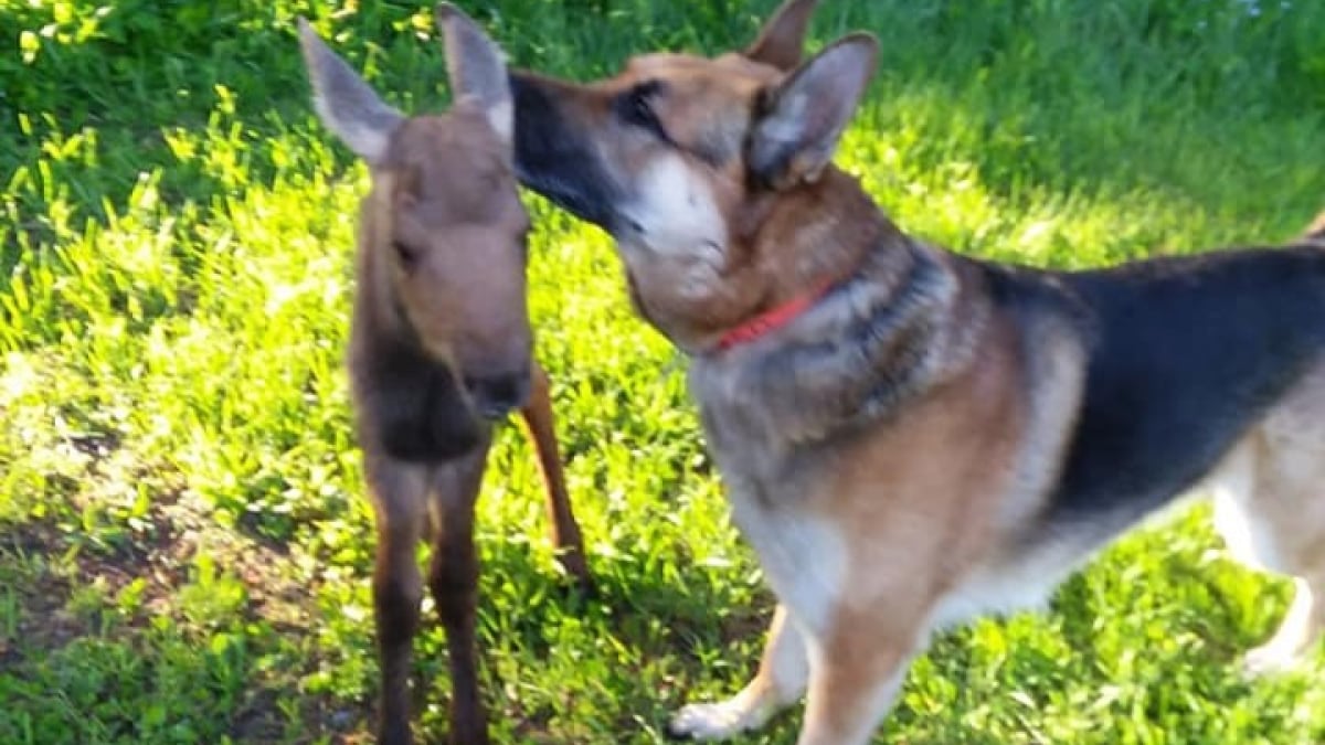 Illustration : "Entre un chien et un bébé élan, c'est une brève mais intense amitié qui a vu le jour"