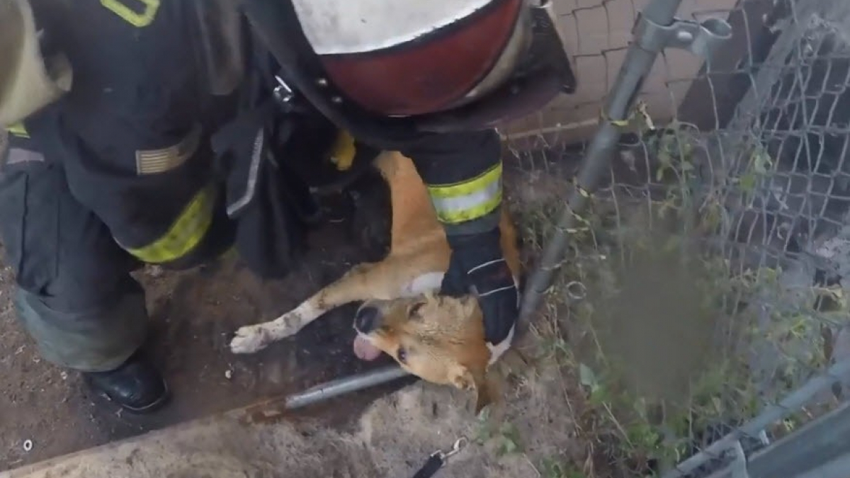 Illustration : "Le sauvetage d'un chien par un pompier comme si vous y étiez, grâce à la caméra portée par le secouriste (vidéo)"