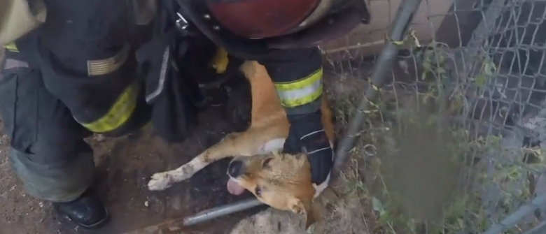 Le Sauvetage D Un Chien Par Un Pompier Comme Si Vous Y Etiez Grace A La Camera Portee Par Le Secouriste Video Le Sauvetage D Un Chien Par Un Pompier Comme Si Vous Y Etiez Grace A La Camera Portee Par Le Secouriste Video