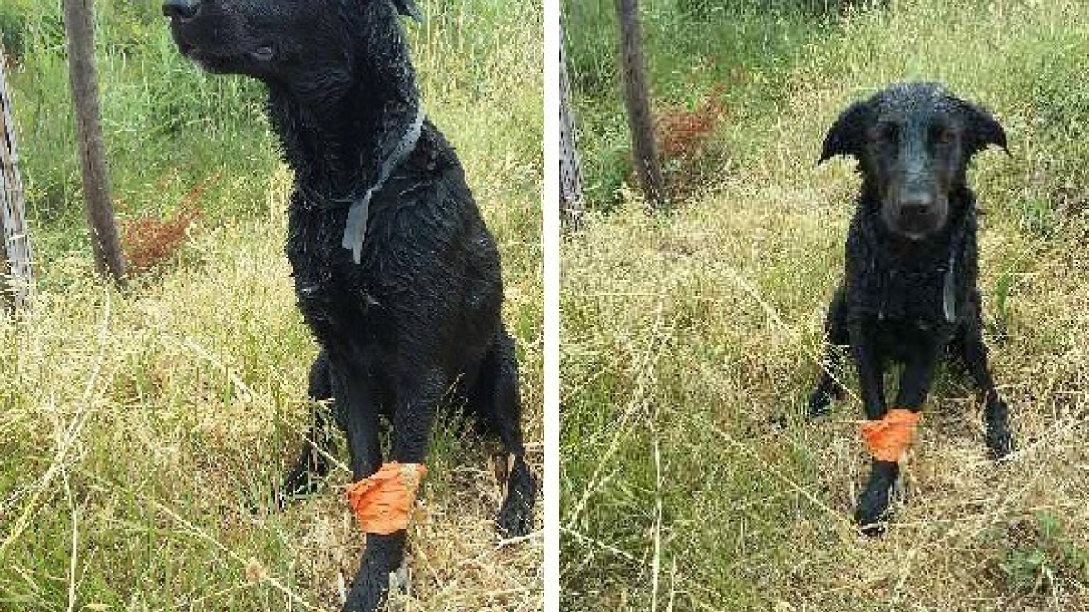 Illustration : "Une chienne retrouvée ligotée, sauvée puis mystérieusement disparue"