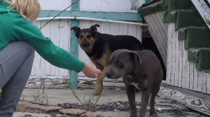 Illustration : Une chienne gestante et son "mari" secourus par Hope for Paws dans une école abandonnée (Vidéo)