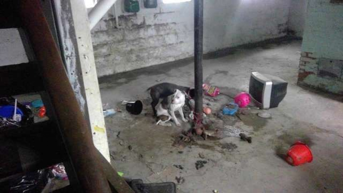 Illustration : "Fin du calvaire pour ces 4 chiens enfermés dans des conditions déplorables"