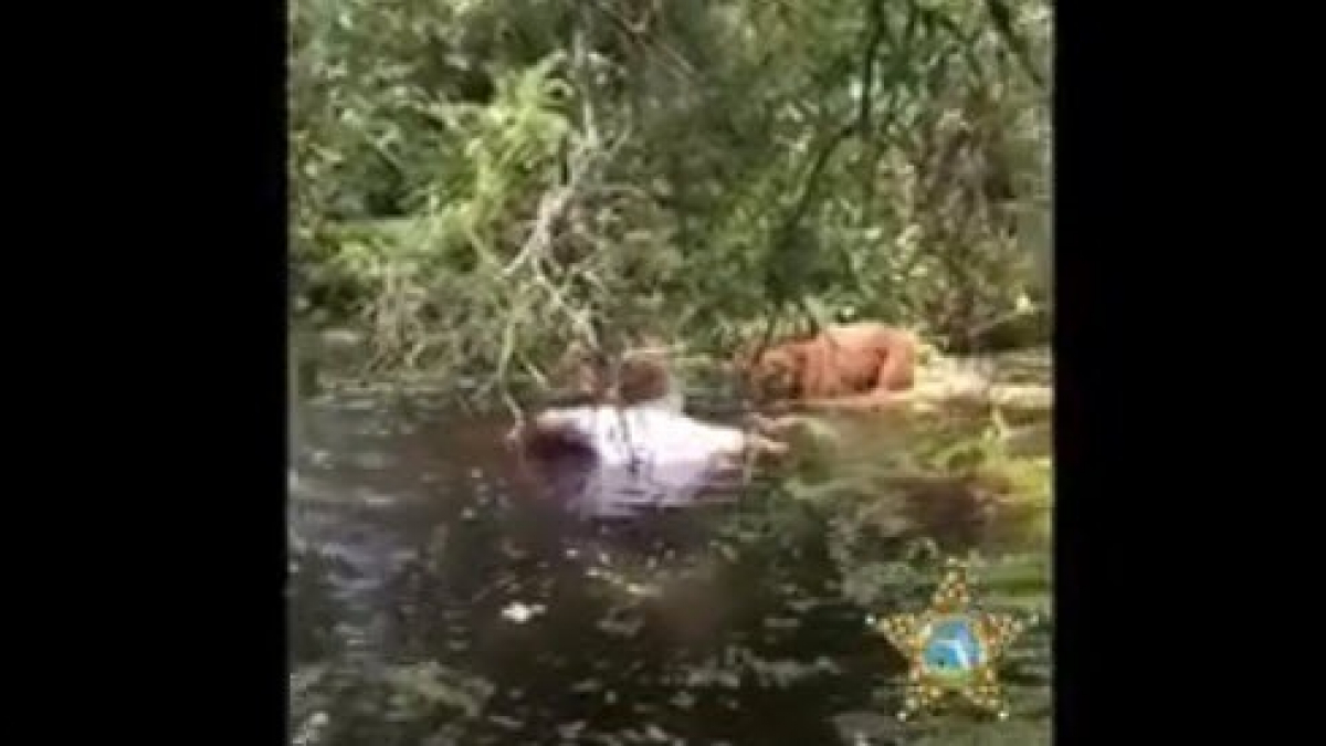 Illustration : "Un policier sauve un chien embourbé dans un marais où vivent les alligators !"