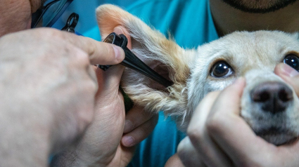 Illustration : 5 raisons qui peuvent expliquer pourquoi votre chien secoue la tête