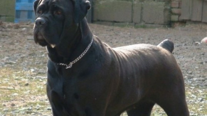 Illustration : Chien Cane Corso supplicié à Liévin (62) : prison ferme pour les 2 tueurs