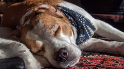 Illustration : 6 raisons pouvant expliquer les malaises de votre chien senior