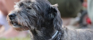 Illustration : "8 changements auxquels l'on doit s'attendre quand son chien vieillit"