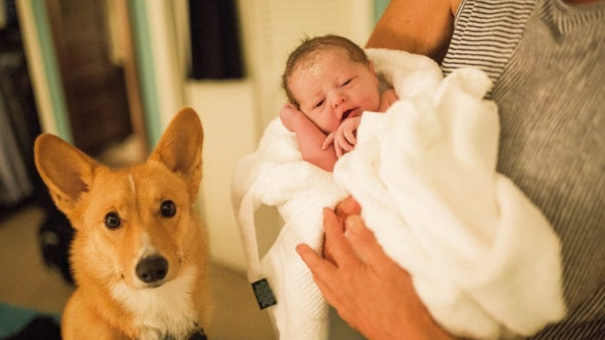 Illustration : "Pour ce chien rien ne valait mieux que de rester aux côté de sa maîtresse, future maman"