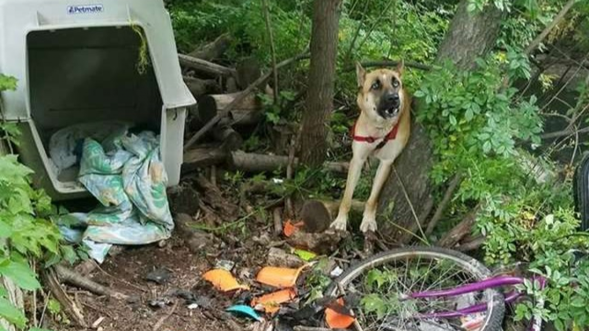 Illustration : "Sauvée après plusieurs jours passés dans les bois, une chienne rejoint sa nouvelle famille (Vidéo)"