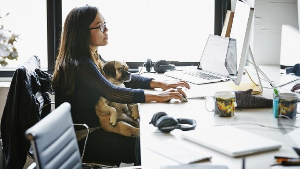 Illustration : "7 conseils à suivre si vous accueillez votre chien dans votre lieu de travail"