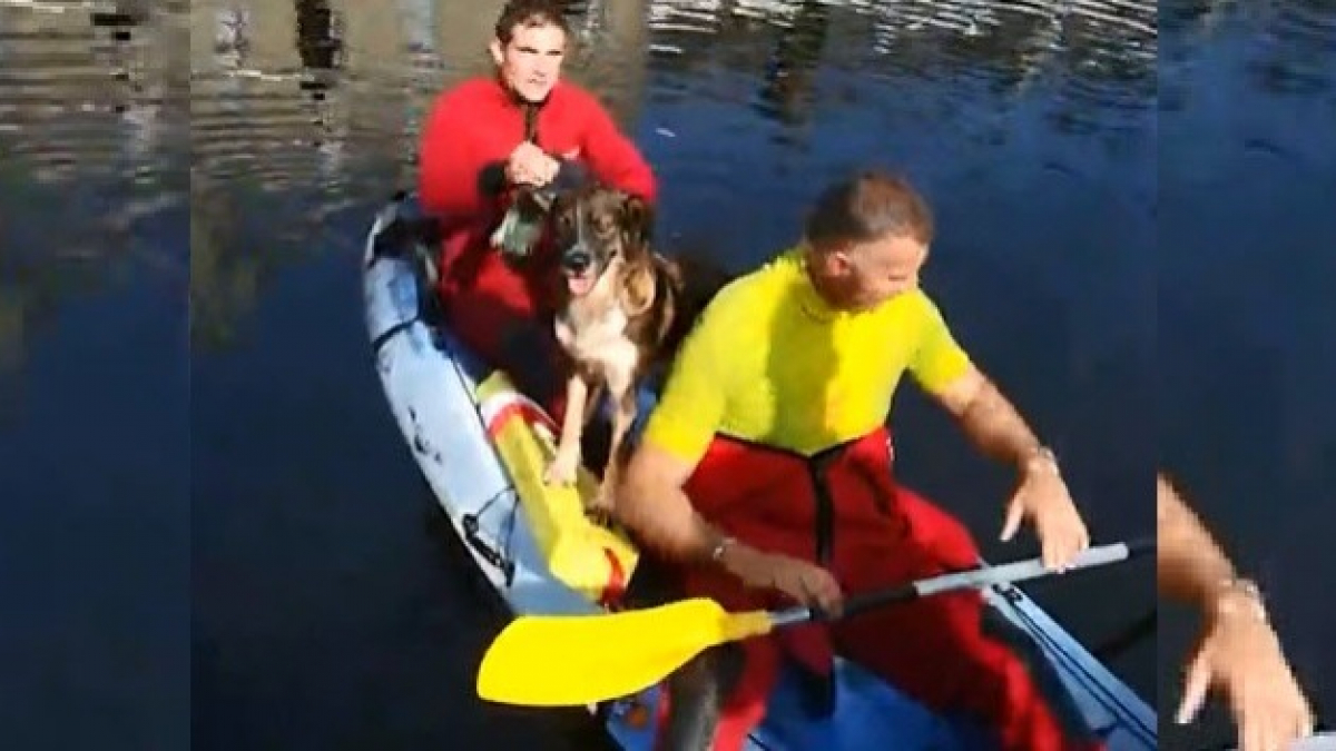 Illustration : "Les pompiers sauvent un chien bloqué au bord d'un fleuve dans le Finistère"