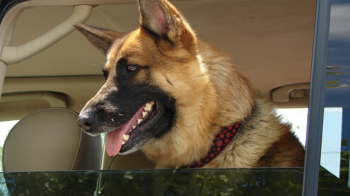 Illustration : "Un homme arrêté pour avoir laissé son chien enfermé dans sa voiture"