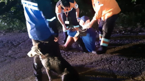 Illustration : Un cycliste se blesse en montagne, mais survit sauvé par un chien errant