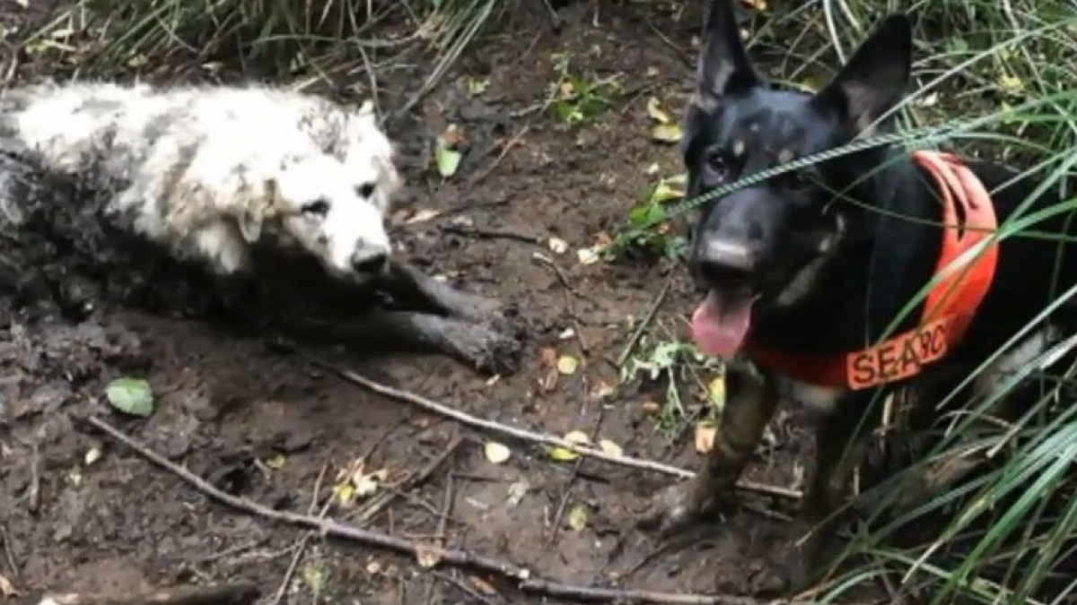 Illustration : "Un chien en sauve un autre qui était embourbé dans la boue depuis 2 jours"