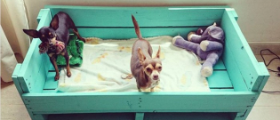 Illustration : "15 idées de lits en palettes pour chiens"