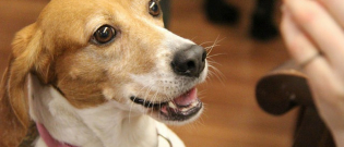 Illustration : "6 astuces pour dresser un chien senior"