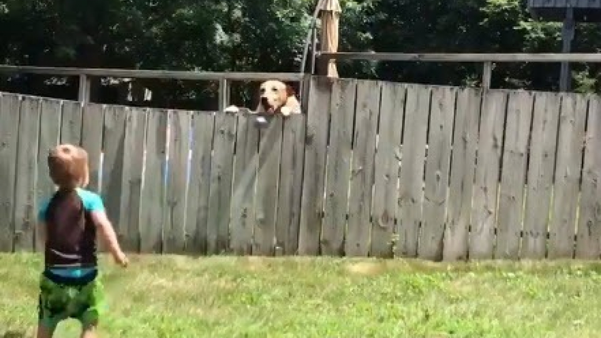 Illustration : "Amis, un enfant et un chien jouent ensemble malgré la clôture qui les sépare, une amitié virale !"