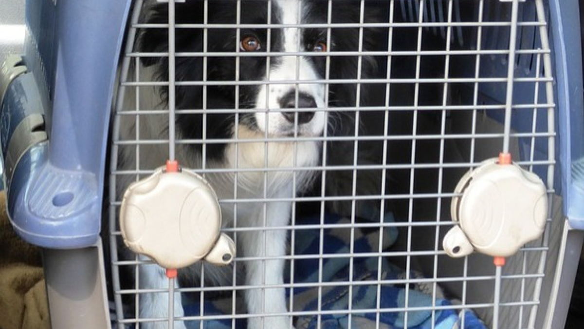 Illustration : "Un chien provoque l'ouverture de la soute d'un avion, qui atterrit en urgence"