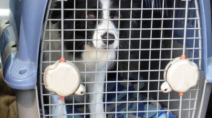 Illustration : Un chien provoque l'ouverture de la soute d'un avion, qui atterrit en urgence