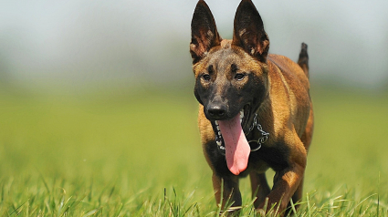 Illustration : Un retraité disparu, retrouvé grâce au chien des gendarmes