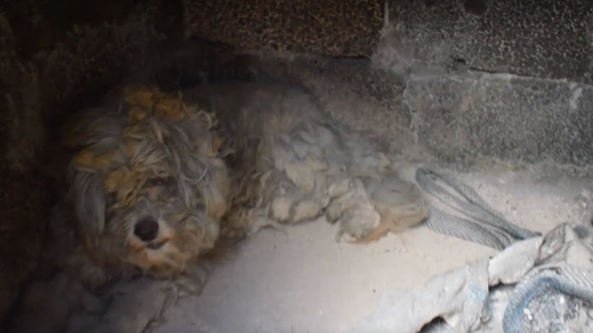 Illustration : "2 chiens retrouvés vivants dans une propriété dévastée par un incendie (Vidéo)"