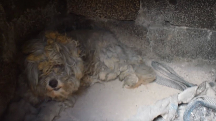 Illustration : 2 chiens retrouvés vivants dans une propriété dévastée par un incendie (Vidéo)