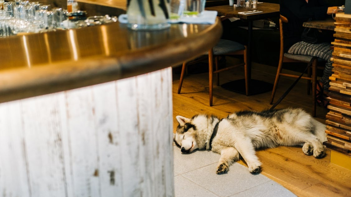 Illustration : "Une nouvelle loi permet aux bars et restaurants d'accepter les chiens dans leurs terrasses"
