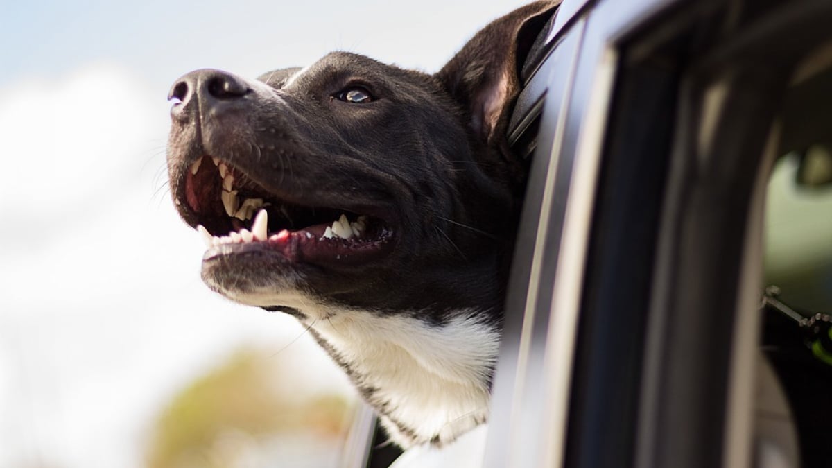 Illustration : "4 conseils pour organiser un road trip parfait avec son chien "