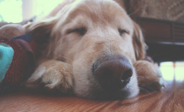 Illustration : "5 signes qui prouvent qu'avoir un chien senior modifie considérablement votre vie"