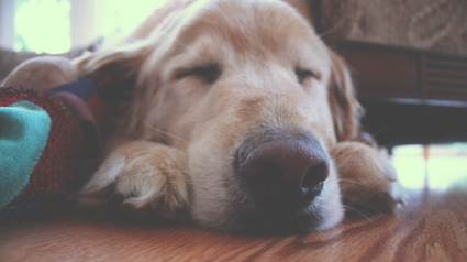 Illustration : 5 signes qui prouvent qu'avoir un chien senior modifie considérablement votre vie