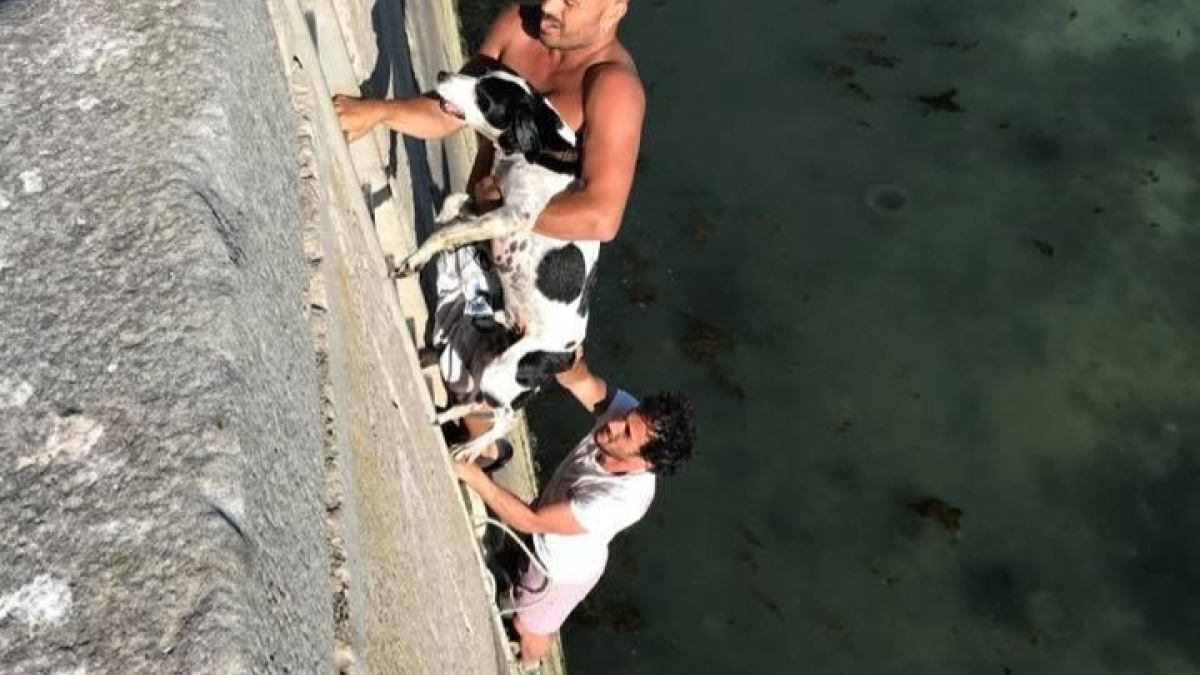 Illustration : "2 hommes sauvent un chien de la noyade pris dans la marée "